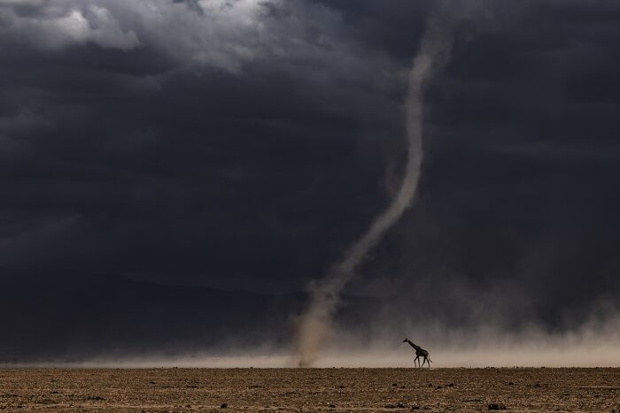 45 Incredible Wildlife Photos That Won Over The Judges Of The 2026 Siena Photo Awards
