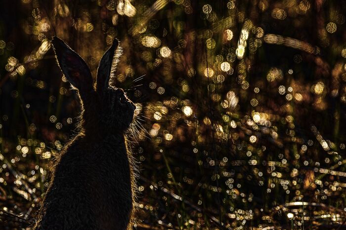 45 Incredible Wildlife Photos That Won Over The Judges Of The 2026 Siena Photo Awards