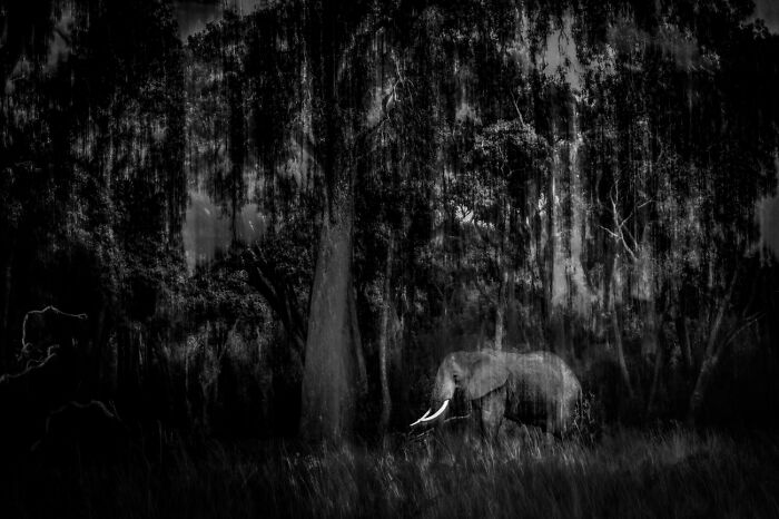45 Incredible Wildlife Photos That Won Over The Judges Of The 2026 Siena Photo Awards