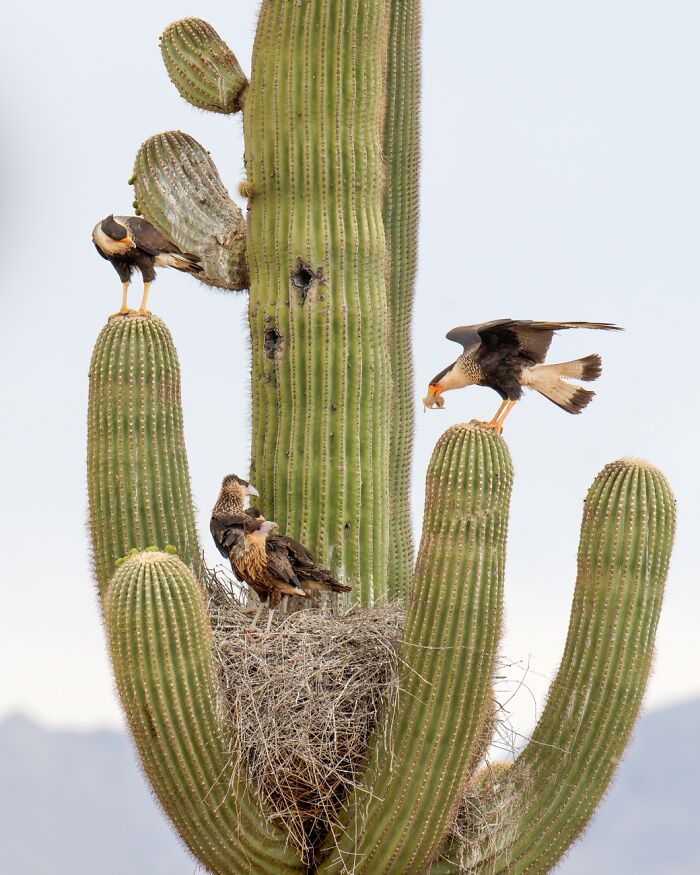 45 Incredible Wildlife Photos That Won Over The Judges Of The 2026 Siena Photo Awards