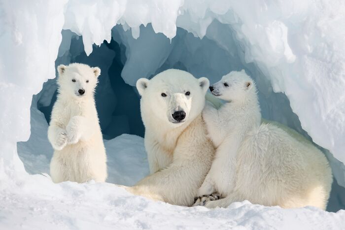 45 Incredible Wildlife Photos That Won Over The Judges Of The 2026 Siena Photo Awards