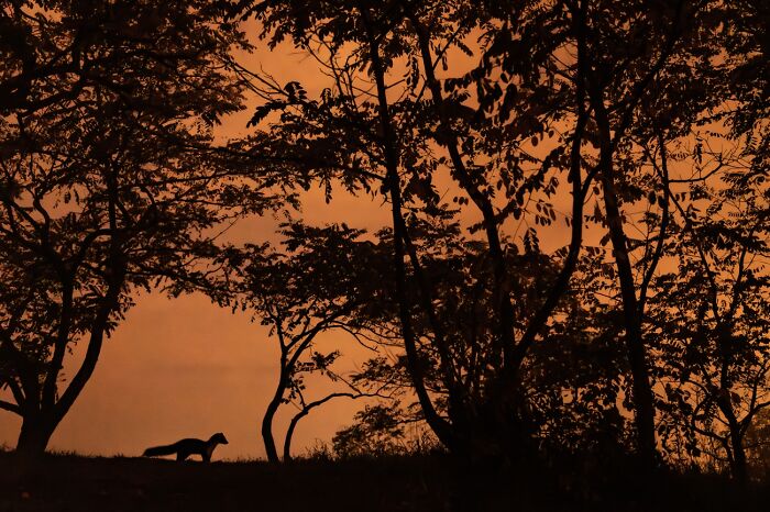 45 Incredible Wildlife Photos That Won Over The Judges Of The 2026 Siena Photo Awards