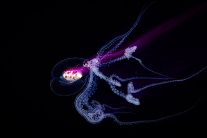 45 Incredible Wildlife Photos That Won Over The Judges Of The 2026 Siena Photo Awards