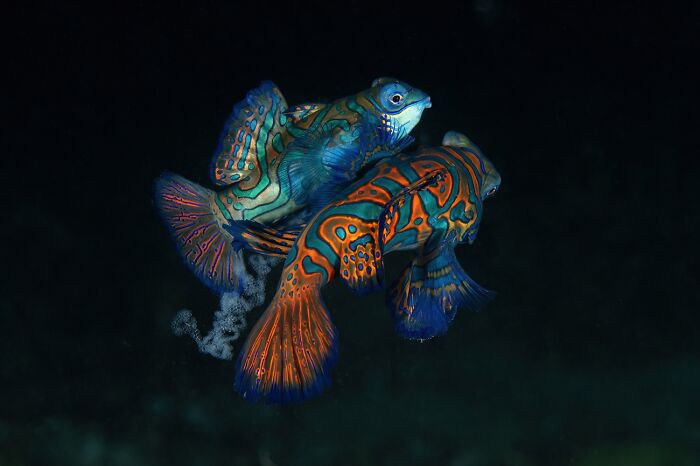 45 Incredible Wildlife Photos That Won Over The Judges Of The 2026 Siena Photo Awards