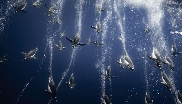 45 Incredible Wildlife Photos That Won Over The Judges Of The 2026 Siena Photo Awards