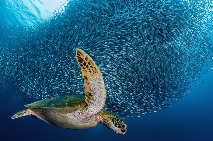 45 Incredible Wildlife Photos That Won Over The Judges Of The 2026 Siena Photo Awards