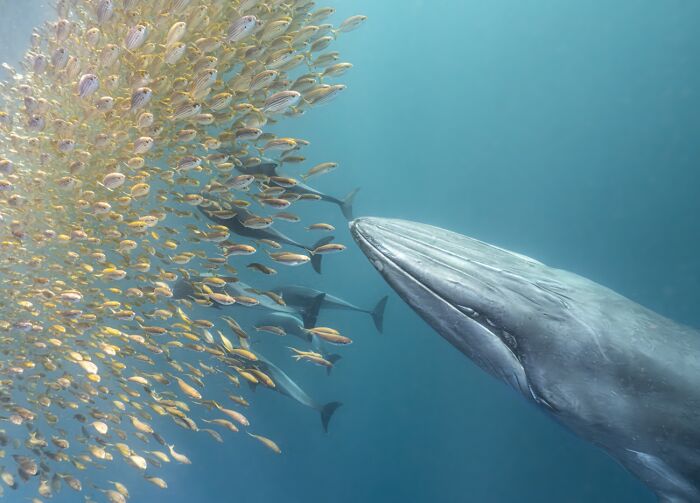 45 Incredible Wildlife Photos That Won Over The Judges Of The 2026 Siena Photo Awards