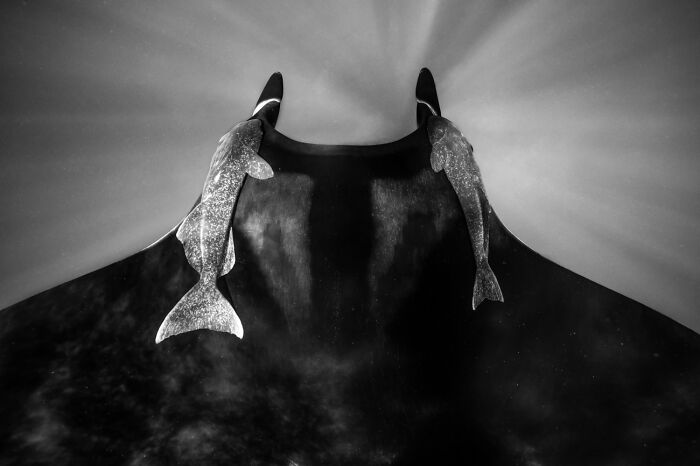 45 Incredible Wildlife Photos That Won Over The Judges Of The 2026 Siena Photo Awards