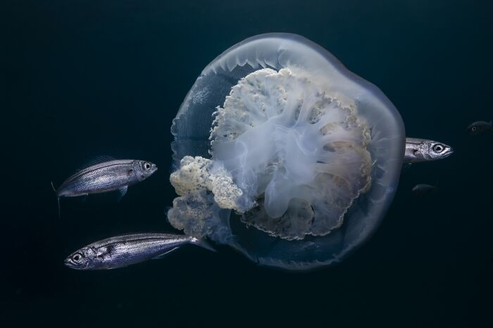 45 Incredible Wildlife Photos That Won Over The Judges Of The 2026 Siena Photo Awards