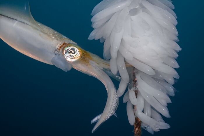 45 Incredible Wildlife Photos That Won Over The Judges Of The 2026 Siena Photo Awards