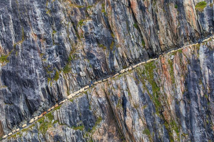 45 Incredible Wildlife Photos That Won Over The Judges Of The 2026 Siena Photo Awards