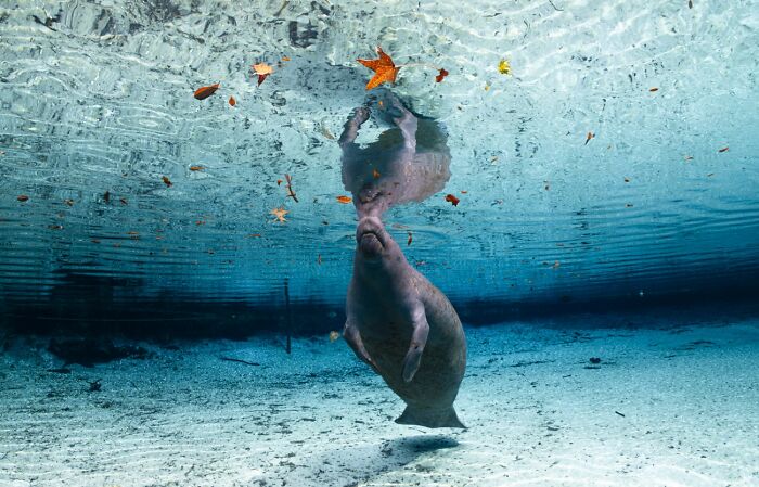 45 Incredible Wildlife Photos That Won Over The Judges Of The 2026 Siena Photo Awards