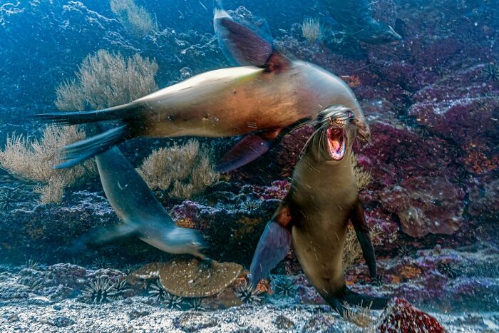 45 Incredible Wildlife Photos That Won Over The Judges Of The 2026 Siena Photo Awards