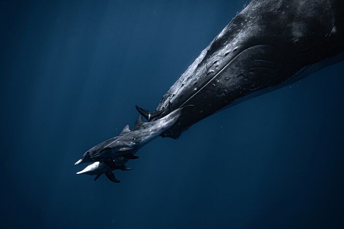 45 Incredible Wildlife Photos That Won Over The Judges Of The 2026 Siena Photo Awards