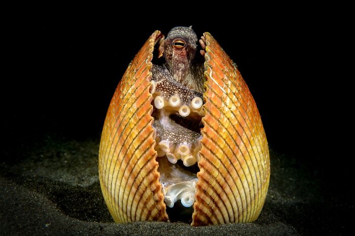 45 Incredible Wildlife Photos That Won Over The Judges Of The 2026 Siena Photo Awards