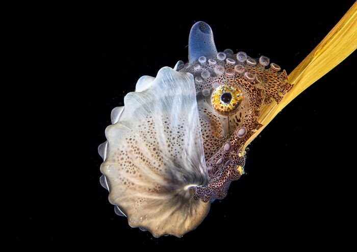45 Incredible Wildlife Photos That Won Over The Judges Of The 2026 Siena Photo Awards