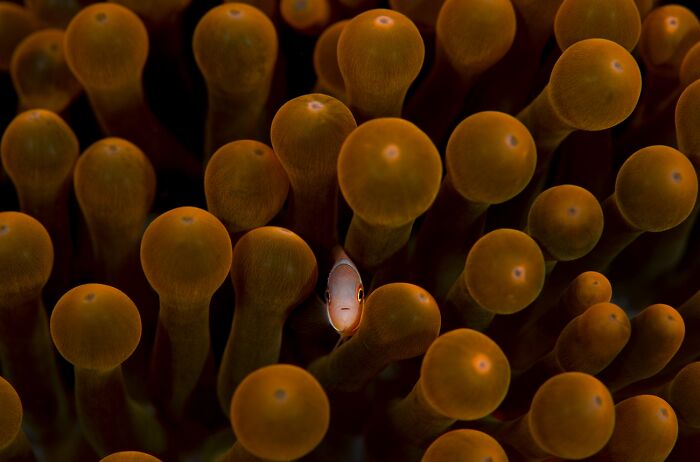 45 Incredible Wildlife Photos That Won Over The Judges Of The 2026 Siena Photo Awards