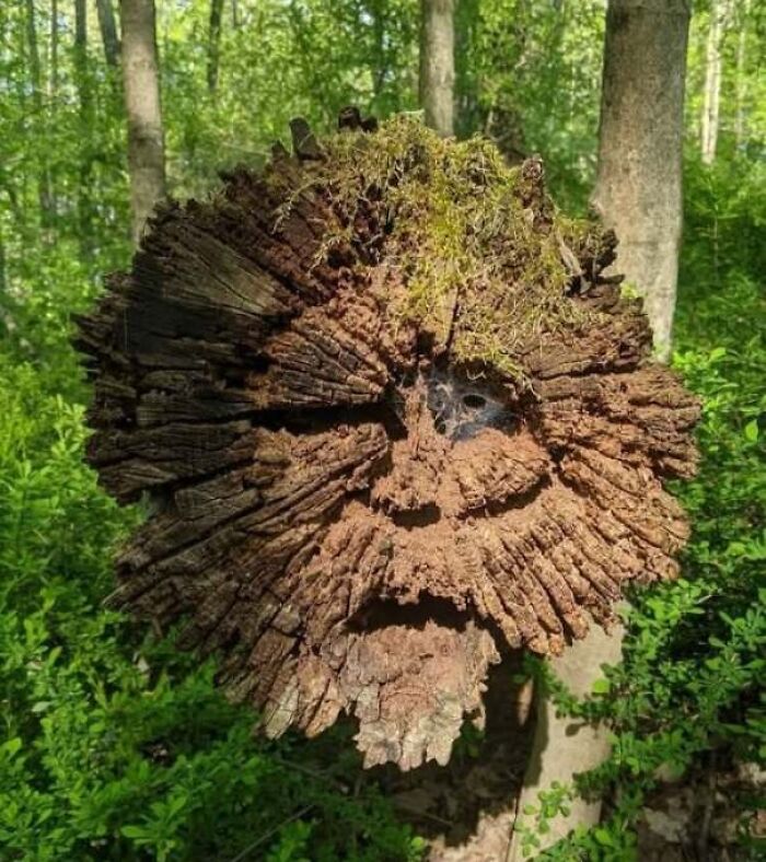 80 Random Objects That Accidentally Look Like They&rsquo;re Staring Right At You