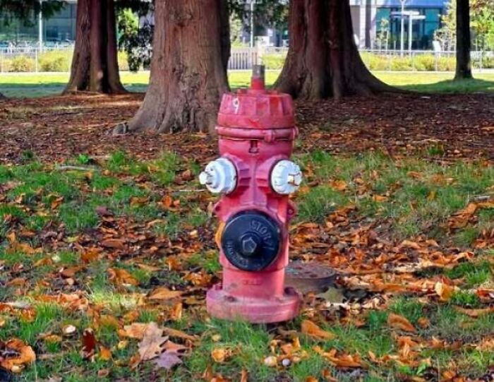 80 Random Objects That Accidentally Look Like They&rsquo;re Staring Right At You