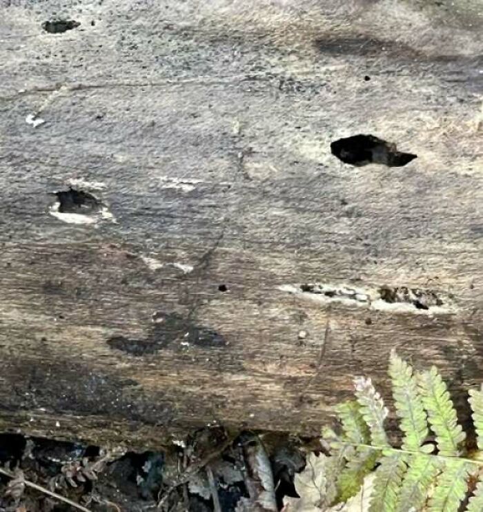 80 Random Objects That Accidentally Look Like They&rsquo;re Staring Right At You
