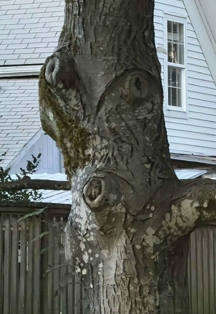 80 Random Objects That Accidentally Look Like They&rsquo;re Staring Right At You