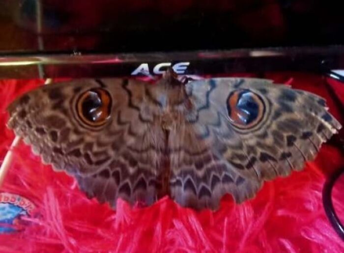 80 Random Objects That Accidentally Look Like They&rsquo;re Staring Right At You