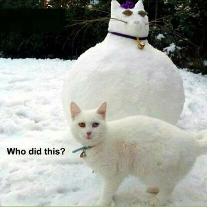 67 Old-School Memes To Remind You What The Internet Is For – Cats 67 Old-School Memes To Remind You What The Internet Is For – Cats