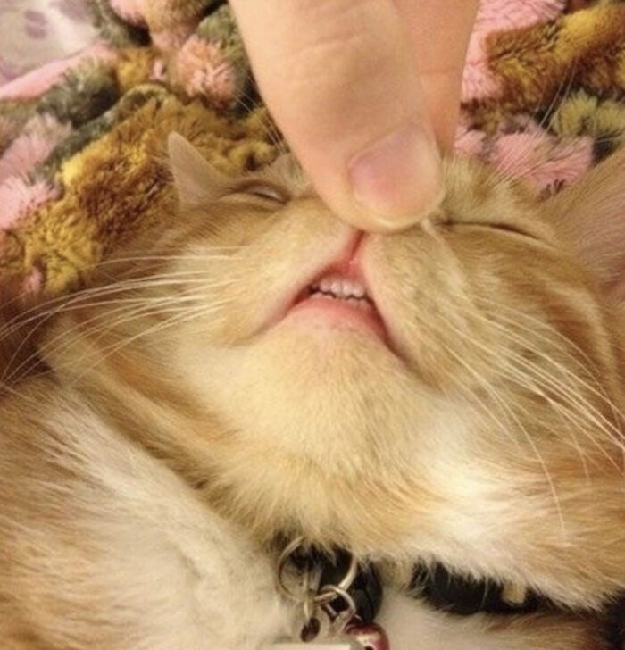 67 Old-School Memes To Remind You What The Internet Is For – Cats 67 Old-School Memes To Remind You What The Internet Is For – Cats