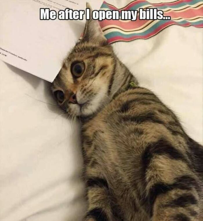 67 Old-School Memes To Remind You What The Internet Is For – Cats 67 Old-School Memes To Remind You What The Internet Is For – Cats