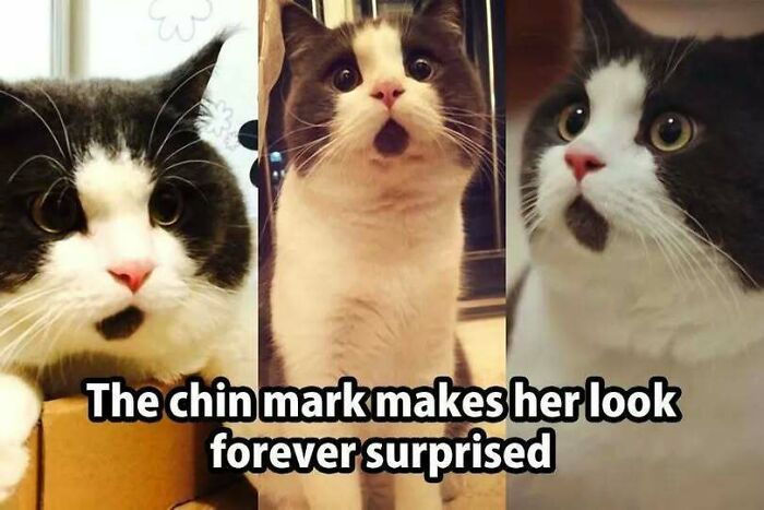 67 Old-School Memes To Remind You What The Internet Is For – Cats 67 Old-School Memes To Remind You What The Internet Is For – Cats