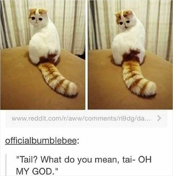 67 Old-School Memes To Remind You What The Internet Is For – Cats 67 Old-School Memes To Remind You What The Internet Is For – Cats
