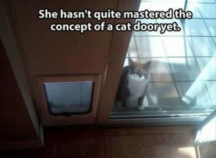 67 Old-School Memes To Remind You What The Internet Is For – Cats 67 Old-School Memes To Remind You What The Internet Is For – Cats