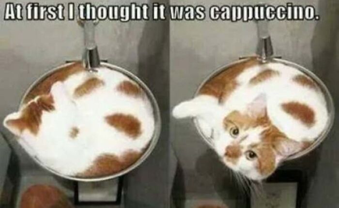 67 Old-School Memes To Remind You What The Internet Is For – Cats 67 Old-School Memes To Remind You What The Internet Is For – Cats