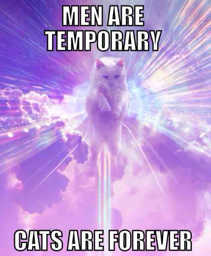 67 Old-School Memes To Remind You What The Internet Is For – Cats 67 Old-School Memes To Remind You What The Internet Is For – Cats