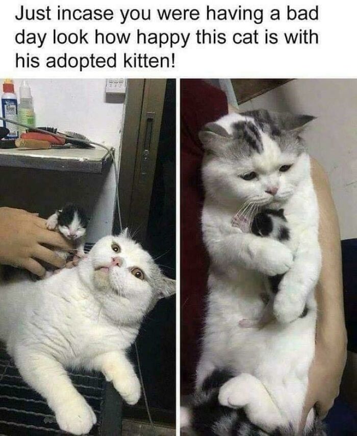 67 Old-School Memes To Remind You What The Internet Is For – Cats 67 Old-School Memes To Remind You What The Internet Is For – Cats