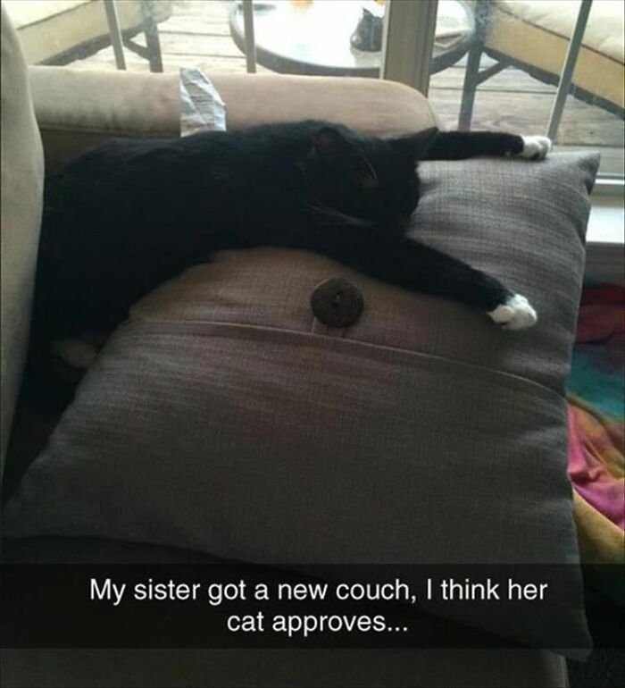 67 Old-School Memes To Remind You What The Internet Is For – Cats 67 Old-School Memes To Remind You What The Internet Is For – Cats