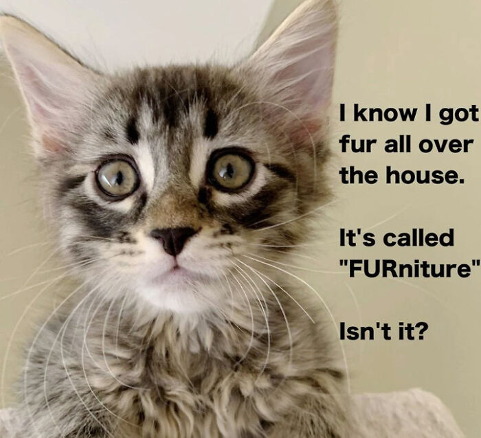 67 Old-School Memes To Remind You What The Internet Is For – Cats 67 Old-School Memes To Remind You What The Internet Is For – Cats