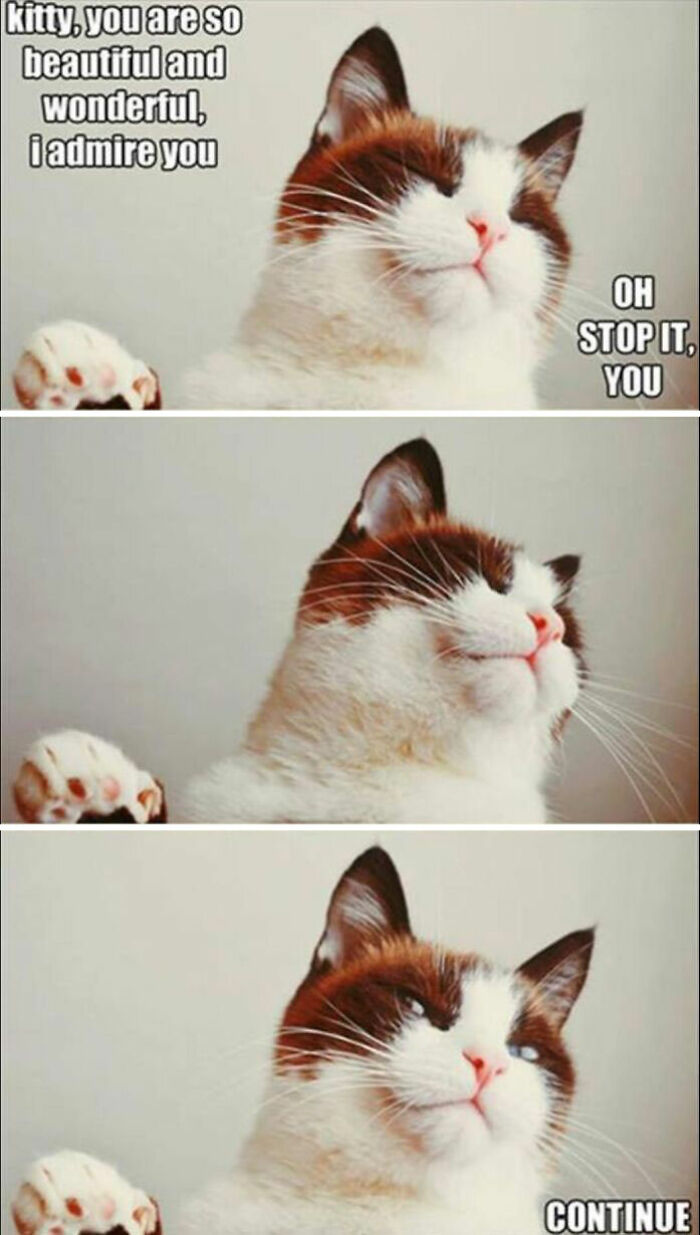 67 Old-School Memes To Remind You What The Internet Is For – Cats 67 Old-School Memes To Remind You What The Internet Is For – Cats
