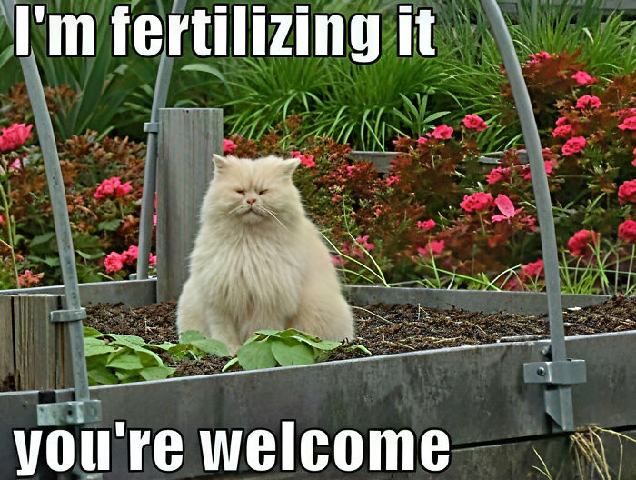 67 Old-School Memes To Remind You What The Internet Is For – Cats 67 Old-School Memes To Remind You What The Internet Is For – Cats