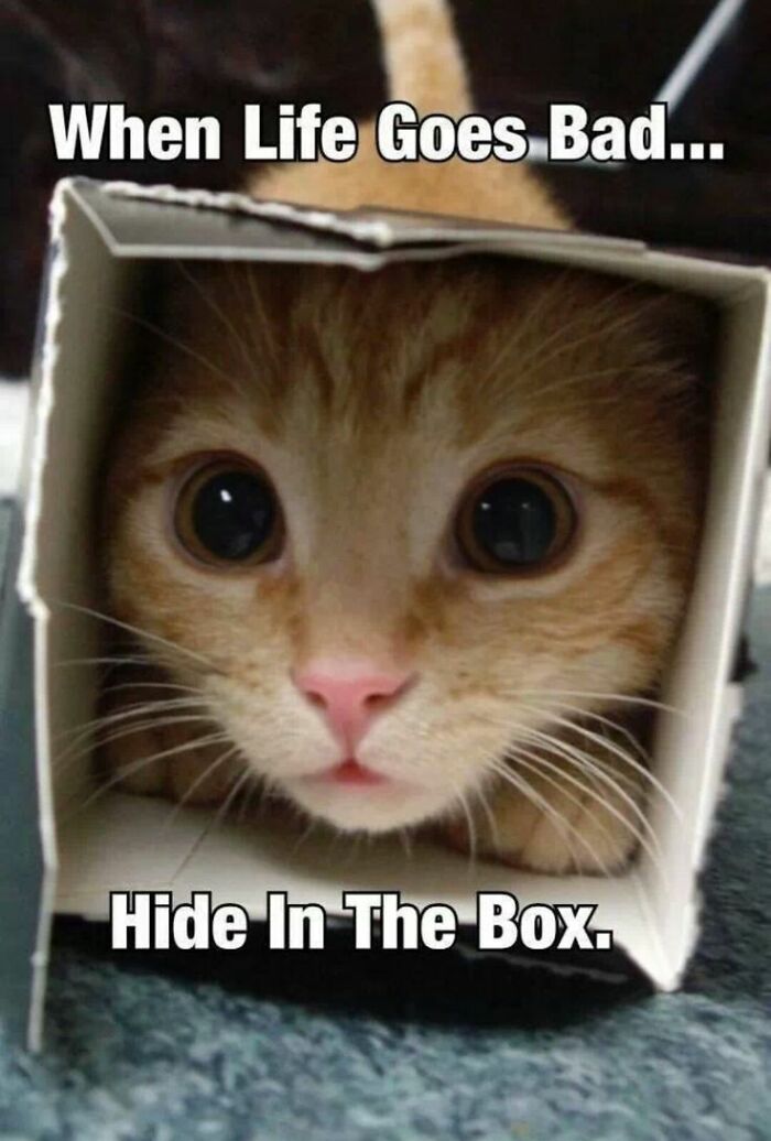 67 Old-School Memes To Remind You What The Internet Is For – Cats 67 Old-School Memes To Remind You What The Internet Is For – Cats