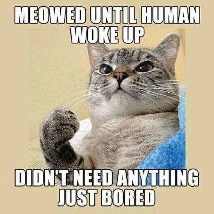 67 Old-School Memes To Remind You What The Internet Is For – Cats 67 Old-School Memes To Remind You What The Internet Is For – Cats
