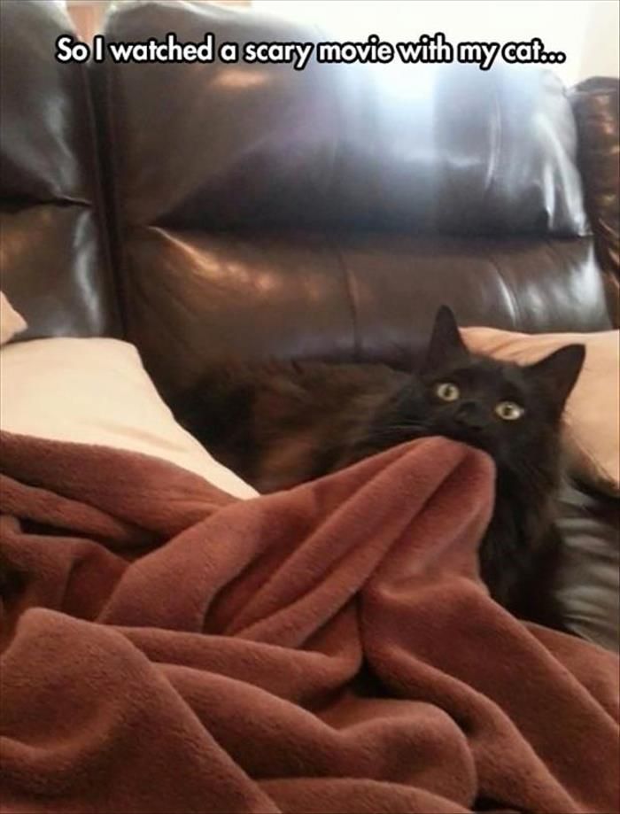 67 Old-School Memes To Remind You What The Internet Is For – Cats 67 Old-School Memes To Remind You What The Internet Is For – Cats