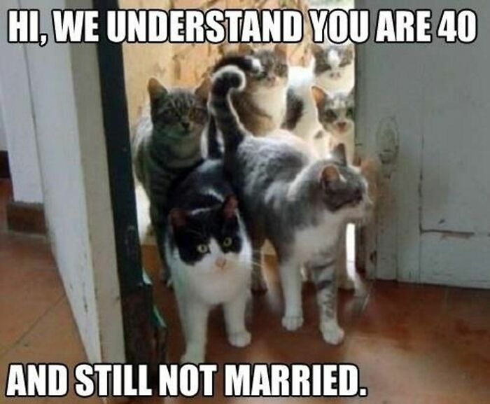 67 Old-School Memes To Remind You What The Internet Is For – Cats 67 Old-School Memes To Remind You What The Internet Is For – Cats