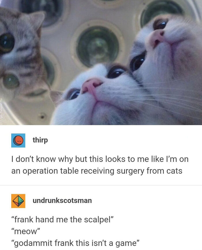 67 Old-School Memes To Remind You What The Internet Is For – Cats 67 Old-School Memes To Remind You What The Internet Is For – Cats