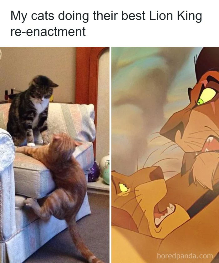 67 Old-School Memes To Remind You What The Internet Is For – Cats 67 Old-School Memes To Remind You What The Internet Is For – Cats