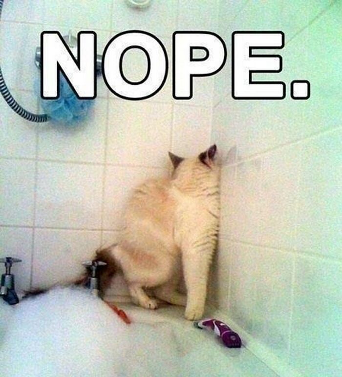 67 Old-School Memes To Remind You What The Internet Is For – Cats 67 Old-School Memes To Remind You What The Internet Is For – Cats