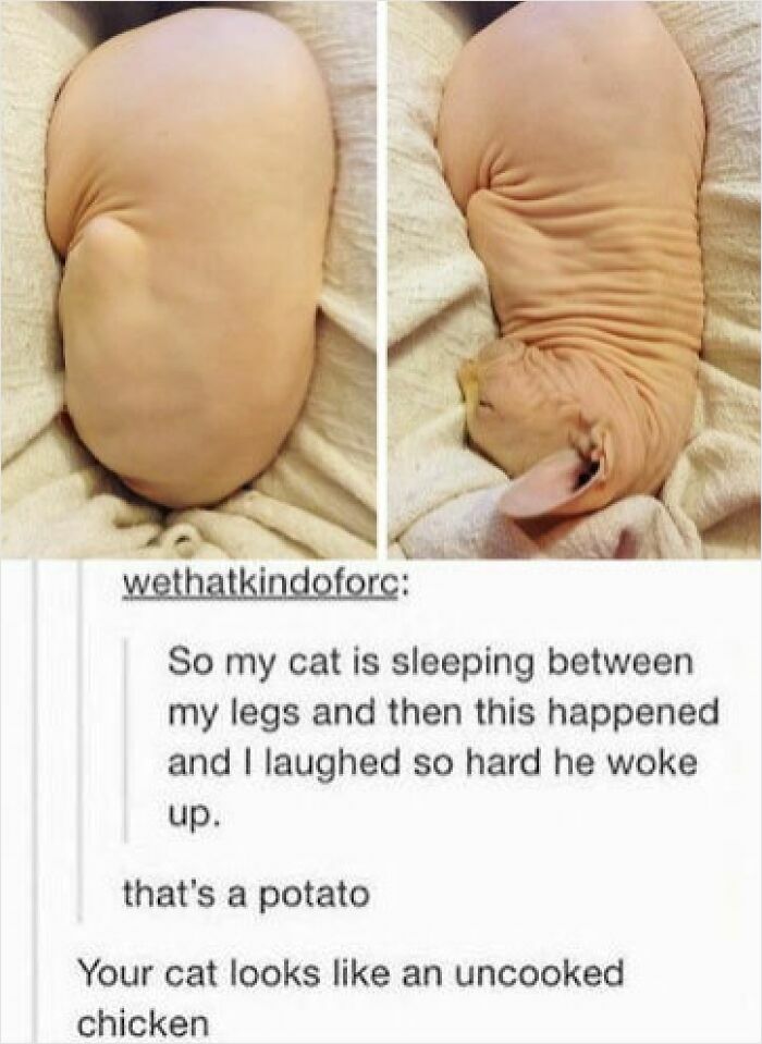 67 Old-School Memes To Remind You What The Internet Is For – Cats 67 Old-School Memes To Remind You What The Internet Is For – Cats