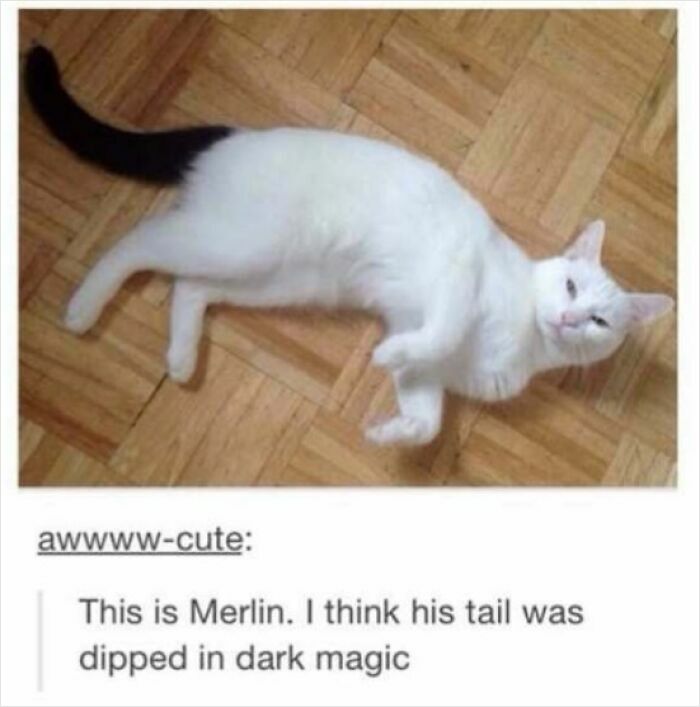 67 Old-School Memes To Remind You What The Internet Is For – Cats 67 Old-School Memes To Remind You What The Internet Is For – Cats