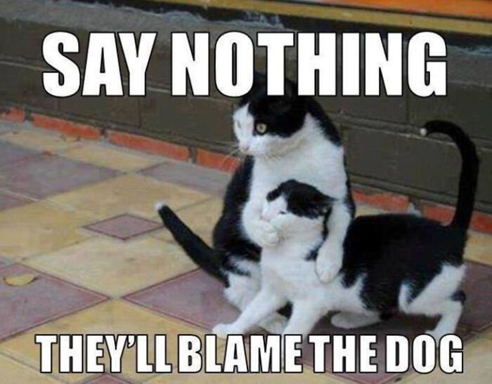 67 Old-School Memes To Remind You What The Internet Is For – Cats 67 Old-School Memes To Remind You What The Internet Is For – Cats