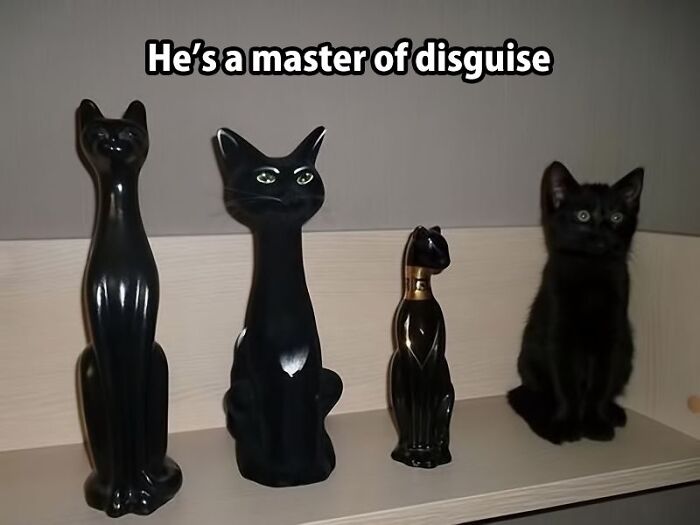 67 Old-School Memes To Remind You What The Internet Is For – Cats 67 Old-School Memes To Remind You What The Internet Is For – Cats